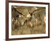 Group of Grevy's Zebra Grazing, Samburu National Reserve, Kenya, East Africa, Africa-James Hager-Framed Photographic Print