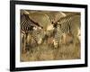 Group of Grevy's Zebra Grazing, Samburu National Reserve, Kenya, East Africa, Africa-James Hager-Framed Photographic Print