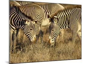 Group of Grevy's Zebra Grazing, Samburu National Reserve, Kenya, East Africa, Africa-James Hager-Mounted Photographic Print