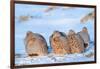 Group of Grey partridge huddled for warmth in snowy field-Edwin Giesbers-Framed Photographic Print