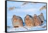 Group of Grey partridge huddled for warmth in snowy field-Edwin Giesbers-Framed Stretched Canvas