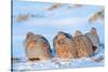 Group of Grey partridge huddled for warmth in snowy field-Edwin Giesbers-Stretched Canvas