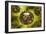 Group of H5N1 Virus with Glassy View-null-Framed Art Print