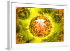 Group of H5N1 Virus with Glassy View-null-Framed Art Print