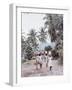 Group of Haitian Woman and a Donkey Walking Down a Dirt Road-Lynn Pelham-Framed Photographic Print