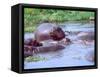 Group of Hippos in a Small Water Hole, Tanzania-David Northcott-Framed Stretched Canvas