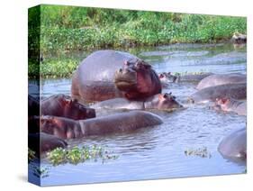 Group of Hippos in a Small Water Hole, Tanzania-David Northcott-Stretched Canvas