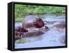 Group of Hippos in a Small Water Hole, Tanzania-David Northcott-Framed Stretched Canvas