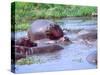 Group of Hippos in a Small Water Hole, Tanzania-David Northcott-Stretched Canvas