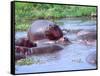 Group of Hippos in a Small Water Hole, Tanzania-David Northcott-Framed Stretched Canvas