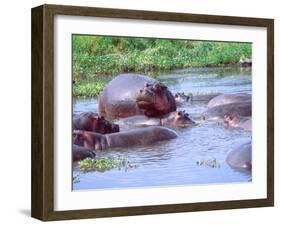 Group of Hippos in a Small Water Hole, Tanzania-David Northcott-Framed Premium Photographic Print