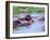 Group of Hippos in a Small Water Hole, Tanzania-David Northcott-Framed Premium Photographic Print