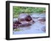 Group of Hippos in a Small Water Hole, Tanzania-David Northcott-Framed Premium Photographic Print