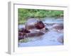 Group of Hippos in a Small Water Hole, Tanzania-David Northcott-Framed Premium Photographic Print