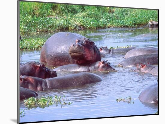 Group of Hippos in a Small Water Hole, Tanzania-David Northcott-Mounted Premium Photographic Print