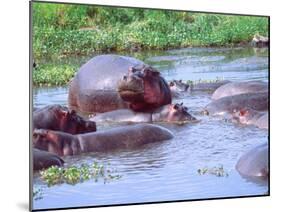 Group of Hippos in a Small Water Hole, Tanzania-David Northcott-Mounted Premium Photographic Print