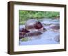 Group of Hippos in a Small Water Hole, Tanzania-David Northcott-Framed Photographic Print