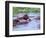 Group of Hippos in a Small Water Hole, Tanzania-David Northcott-Framed Photographic Print