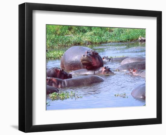 Group of Hippos in a Small Water Hole, Tanzania-David Northcott-Framed Photographic Print