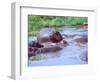 Group of Hippos in a Small Water Hole, Tanzania-David Northcott-Framed Photographic Print