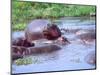 Group of Hippos in a Small Water Hole, Tanzania-David Northcott-Mounted Photographic Print