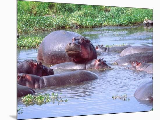 Group of Hippos in a Small Water Hole, Tanzania-David Northcott-Mounted Photographic Print