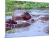 Group of Hippos in a Small Water Hole, Tanzania-David Northcott-Mounted Photographic Print