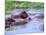 Group of Hippos in a Small Water Hole, Tanzania-David Northcott-Mounted Photographic Print