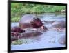 Group of Hippos in a Small Water Hole, Tanzania-David Northcott-Framed Photographic Print