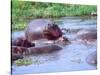 Group of Hippos in a Small Water Hole, Tanzania-David Northcott-Stretched Canvas
