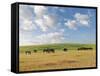 Group of Horses Eating Grass on Pasture in Summer Day-olechowski-Framed Stretched Canvas