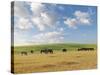 Group of Horses Eating Grass on Pasture in Summer Day-olechowski-Stretched Canvas