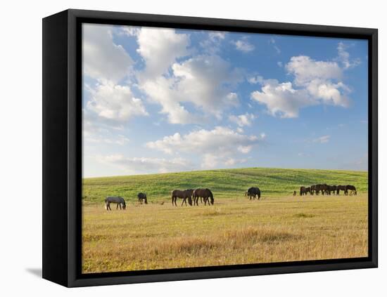 Group of Horses Eating Grass on Pasture in Summer Day-olechowski-Framed Stretched Canvas