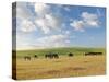 Group of Horses Eating Grass on Pasture in Summer Day-olechowski-Stretched Canvas