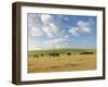 Group of Horses Eating Grass on Pasture in Summer Day-olechowski-Framed Photographic Print