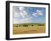 Group of Horses Eating Grass on Pasture in Summer Day-olechowski-Framed Photographic Print