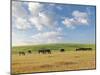 Group of Horses Eating Grass on Pasture in Summer Day-olechowski-Mounted Photographic Print