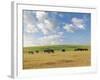 Group of Horses Eating Grass on Pasture in Summer Day-olechowski-Framed Photographic Print