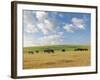 Group of Horses Eating Grass on Pasture in Summer Day-olechowski-Framed Photographic Print