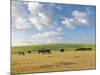 Group of Horses Eating Grass on Pasture in Summer Day-olechowski-Mounted Photographic Print
