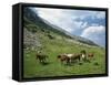 Group of Horses in the Pirim Mountains, Bulgaria, Europe-Nigel Callow-Framed Stretched Canvas