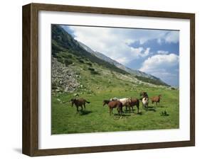 Group of Horses in the Pirim Mountains, Bulgaria, Europe-Nigel Callow-Framed Photographic Print