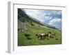 Group of Horses in the Pirim Mountains, Bulgaria, Europe-Nigel Callow-Framed Photographic Print