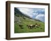 Group of Horses in the Pirim Mountains, Bulgaria, Europe-Nigel Callow-Framed Photographic Print