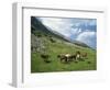 Group of Horses in the Pirim Mountains, Bulgaria, Europe-Nigel Callow-Framed Photographic Print