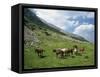Group of Horses in the Pirim Mountains, Bulgaria, Europe-Nigel Callow-Framed Stretched Canvas