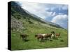 Group of Horses in the Pirim Mountains, Bulgaria, Europe-Nigel Callow-Stretched Canvas