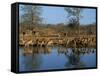 Group of Impala Drinking by a Water Hole, Kruger National Park, South Africa-Paul Allen-Framed Stretched Canvas