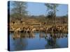 Group of Impala Drinking by a Water Hole, Kruger National Park, South Africa-Paul Allen-Stretched Canvas