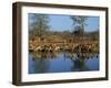 Group of Impala Drinking by a Water Hole, Kruger National Park, South Africa-Paul Allen-Framed Premium Photographic Print